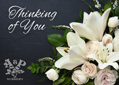 Condolences e-Gift Card