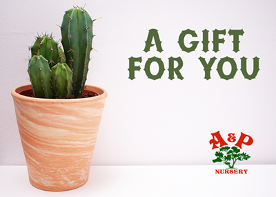 A & P Nursery e-Gift Card
